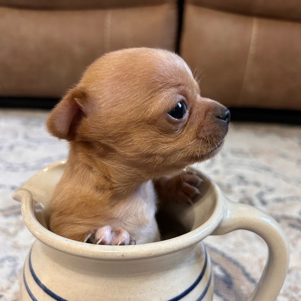 COPY - Meet your Posher, Dee